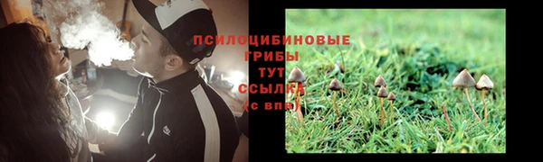 индика Няндома